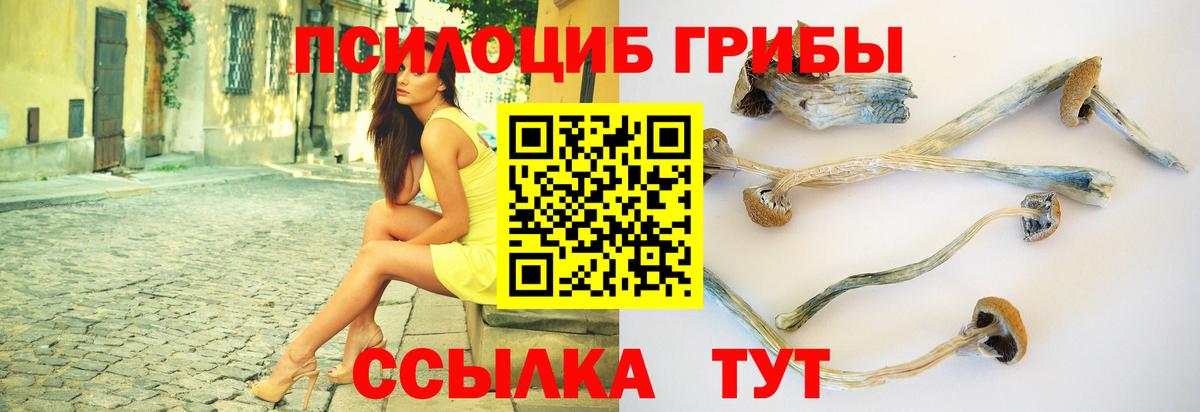 Балаково  Галлюциногенные грибы Psilocybe  Вход с VPN 